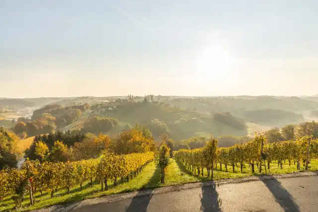 Weinberge im Vulkanland bei Sonnenaufgang – Ruhe pur Weinberge im Licht der Morgensonne