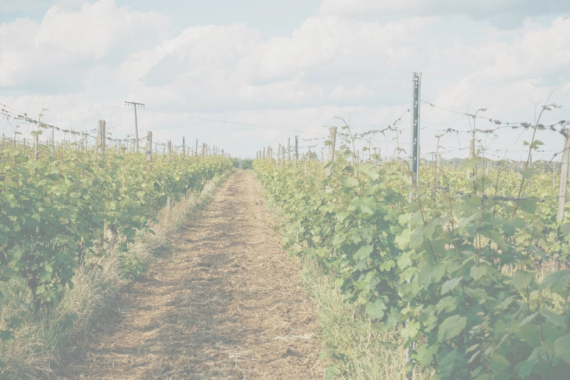Wanderfrühling im Vulkanland