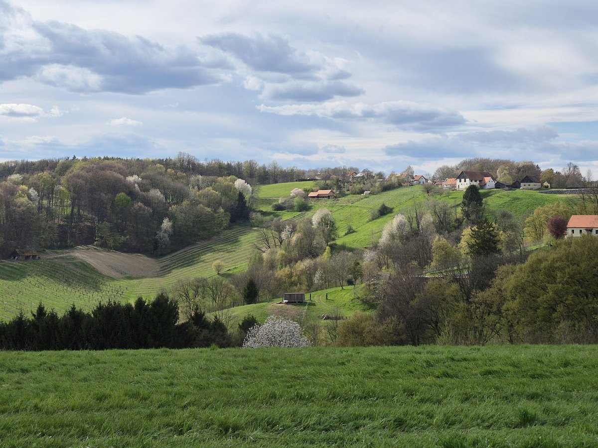Weinberge im Licht der Morgensonne